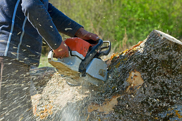 Best Tree Trimming Near Me  in Dellwood, MO